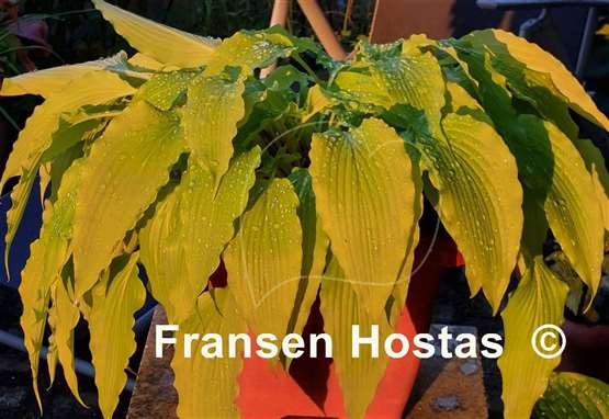 Hosta Frisian Pride 